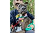 Adopt L'eggs 65 a Black American Pit Bull Terrier / Mixed dog in Cleveland