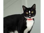 Adopt Divinity a Domestic Shorthair / Mixed (short coat) cat in Kingsland