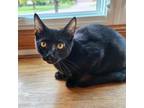 Adopt Cocoa Puff a All Black Domestic Shorthair / Mixed cat in Wichita