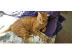 Adopt William a Orange or Red (Mostly) Domestic Shorthair / Mixed (short coat)