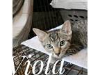 Adopt Viola a Brown or Chocolate Domestic Shorthair / Mixed cat in Waldorf