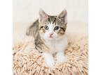 Adopt Taj a Brown or Chocolate Domestic Shorthair / Mixed cat in Minneapolis