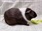 Adopt Tino a Guinea Pig small animal in New York, NY (38940610)