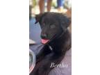 Adopt Bertha a Black Retriever (Unknown Type) / Husky dog in Pleasant Hill