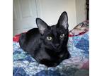 Adopt Ophelia a All Black Domestic Shorthair / Mixed cat in Waldorf