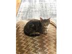 Adopt Spencer a Brown Tabby Domestic Shorthair (short coat) cat in North