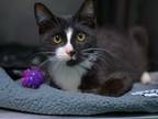 Adopt Wayne a Domestic Shorthair / Mixed cat in Brooklyn, NY (38932065)