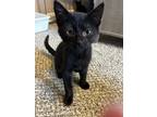 Adopt Clark (23-206 C) a All Black Domestic Shorthair / Mixed (short coat) cat