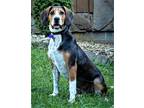 Adopt MARVELOUS MONA a Beagle / Foxhound / Mixed dog in Franklin, TN (38949176)