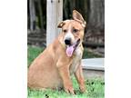 Adopt PUPPY PAUL a Tan/Yellow/Fawn Australian Cattle Dog / Mixed dog in