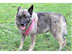 Adopt NATALIE a Gray/Blue/Silver/Salt & Pepper Norwegian Elkhound / Mixed dog in