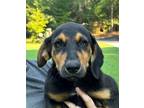 Adopt Kimmy a Black - with Tan, Yellow or Fawn Coonhound / Mixed dog in Locust