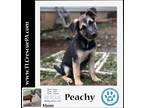 Adopt Peachy (Snow Cones Pups) 080523 a Black - with Tan