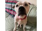 Adopt Altus a White American Staffordshire Terrier dog in Whitestone