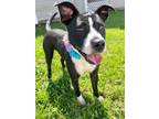 Adopt D-Olive a American Pit Bull Terrier / Mixed dog in Jacksonville