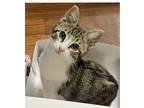 Adopt Quartz a Gray, Blue or Silver Tabby Domestic Shorthair (short coat) cat in