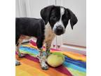 Adopt Rose a Black - with White Bluetick Coonhound dog in Marietta