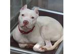 Adopt Halo a White American Pit Bull Terrier / Mixed dog in Washington