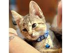 Adopt Mr. Cuddles a Brown Tabby Domestic Shorthair / Mixed (short coat) cat in