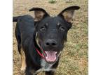 Adopt Kenai a Australian Cattle Dog dog in Yankton, SD (39125630)