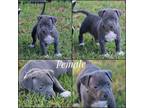 Adopt MAKO a Gray/Blue/Silver/Salt & Pepper Labrador Retriever / Terrier