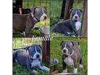 Adopt JET a Gray/Blue/Silver/Salt & Pepper Labrador Retriever / Terrier (Unknown