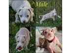 Adopt JACK a Tan/Yellow/Fawn Labrador Retriever / Terrier (Unknown Type