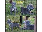 Adopt BALOO a Gray/Blue/Silver/Salt & Pepper Labrador Retriever / Terrier