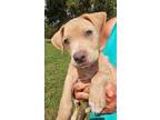 Adopt FRANKIE a Tan/Yellow/Fawn Labrador Retriever / Terrier (Unknown Type