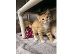 Adopt Harvey a Orange or Red (Mostly) Domestic Shorthair / Mixed (short coat)