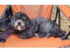 Adopt Cooper a Black Poodle (Miniature) / Mixed dog in Mission Viejo