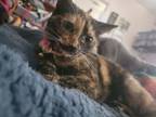 Adopt Deijah a Tortoiseshell Domestic Shorthair (short coat) cat in Parlier