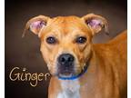 Adopt Ginger a Red/Golden/Orange/Chestnut - with Black Pit Bull Terrier / Mixed