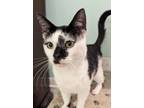 Adopt Uggs a Domestic Short Hair