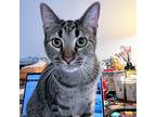 Adopt Gaucho a Brown Tabby Domestic Shorthair / Mixed (short coat) cat in