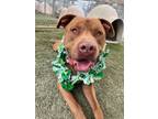 Adopt Aries a Brown/Chocolate - with White Pit Bull Terrier / Mixed dog in