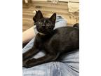 Adopt Sue a All Black Domestic Shorthair / Mixed (short coat) cat in St.