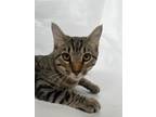 Adopt Ken a Brown or Chocolate Domestic Shorthair / Domestic Shorthair / Mixed