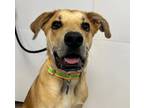 Adopt Baxter (Socrates) a Tan/Yellow/Fawn Mixed Breed (Large) / Mixed dog in