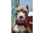 Adopt Fallon a Brown/Chocolate American Pit Bull Terrier / Mixed dog in