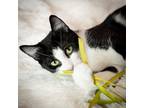 Adopt Meows a Black & White or Tuxedo Domestic Shorthair (short coat) cat in