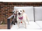 Adopt Chloe ~Foster Needed~ a White Jack Russell Terrier dog in Plymouth