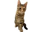 Adopt Mirabel a Domestic Shorthair / Mixed (short coat) cat in Kettering