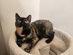 Adopt Brindle a Domestic Shorthair / Mixed (short coat) cat in Toms River
