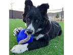 Adopt Andy a Border Collie / Mixed Breed (Medium) / Mixed dog in Oceanside