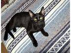 Adopt LICORICE a All Black Domestic Shorthair / Mixed (short coat) cat in