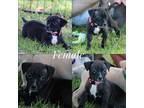 Adopt NELLIE a Black Labrador Retriever / Terrier (Unknown Type