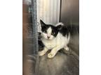 Adopt Waffle a Domestic Mediumhair / Mixed (short coat) cat in Rockport
