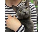 Adopt SARDINE a Gray or Blue Domestic Shorthair / Mixed cat in Pt.