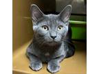 Adopt SEAL a Gray or Blue Domestic Shorthair / Mixed cat in Pt.